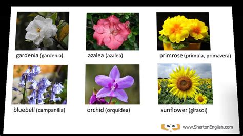 Vocabulario Inglés: Nombres de las Flores  Names of ...