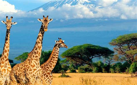 Vocabulario para viajar a Kenia   Viajes a Kenia