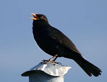 Vocalización de las aves   Wikipedia, la enciclopedia libre