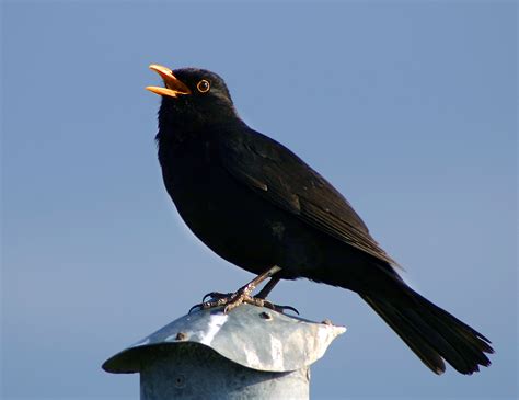 Vocalización de las aves   Wikipedia, la enciclopedia libre