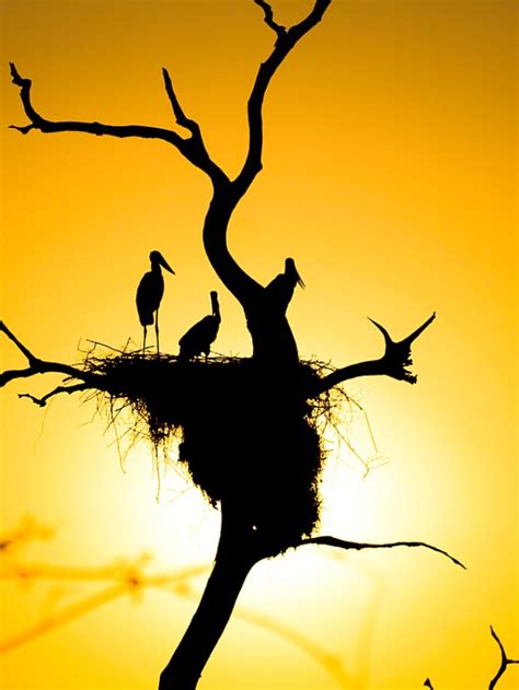 Você sabia que o Pantanal mato grossense tem uma ave símbolo? | Fauna News
