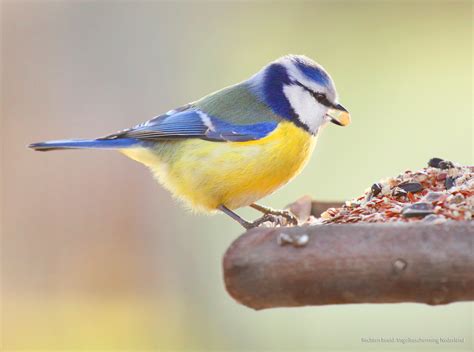 Vogels in de tuin voeren   Intratuin