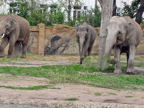 Voi Nam lernt Elefantenkühe im Zoo Leipzig kennen: LEIPZIGINFO.DE