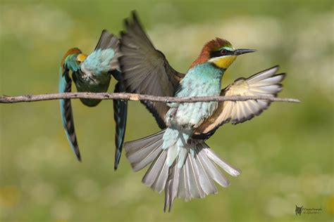 Volando voy... | Abejarucos  Merops apiaster ...Parque ...