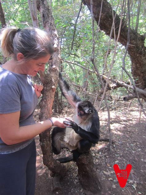 Voluntariado con monos y otros animales en santuarios