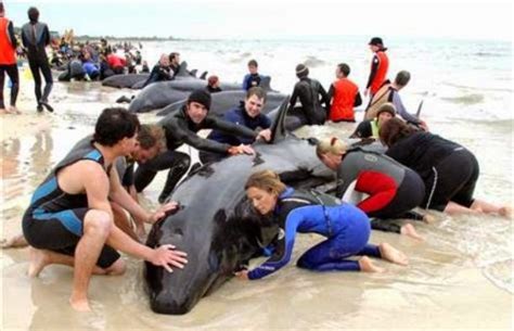 Voluntarios ayudan en el rescate de ballenas | Ballenas, Ecosistema ...