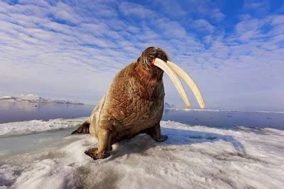 Voordierenblogger: Video : De walrus is slimmer ...