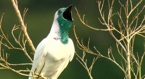Vozes da natureza: cantos de aves representam biomas ...
