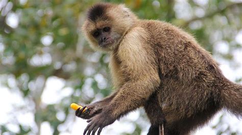 Vuelve al Zoo de Madrid un mono capuchino que se escapó anoche