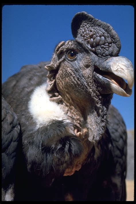 Vultur gryphus  Andean condor