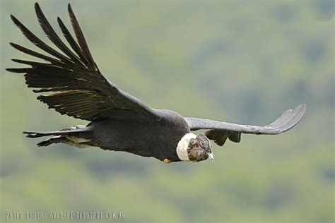 Vultur gryphus Cóndor Andino Andean Condor | mis fotos de aves