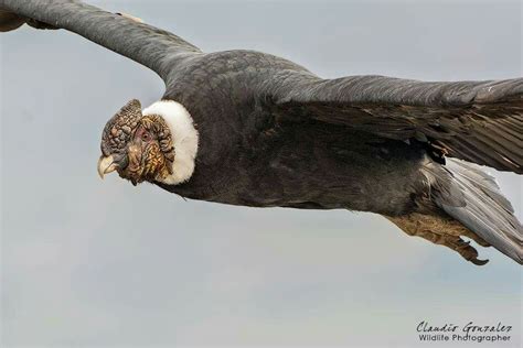 Vultur gryphus Condor. | コンドル