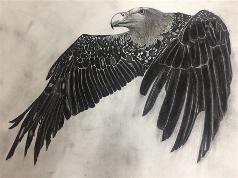Vulture Charcoal Drawing By Shubham Choudhary ...