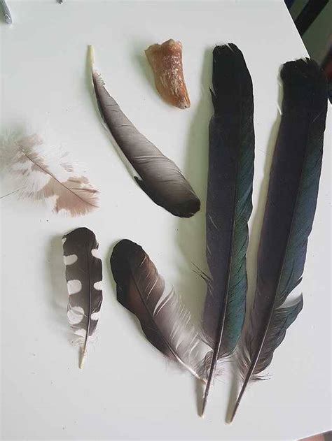 Vulture Culture — Some beautiful feathers I found around ...