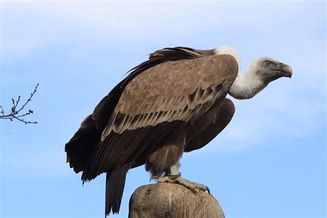 Vulture / Geier | Vulture sitting on a tree. / Geier auf ...