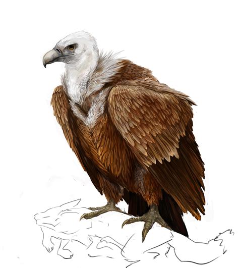 Vulture High Quality Drawing | Drawing Skill