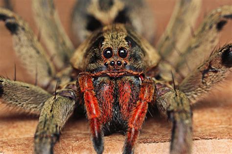 Vuntú net: Las 12 arañas más venenosas del mundo. La #5 es ...