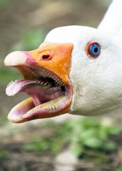 Wait... Geese Have Teeth?! Goose Teeth Pictures, Facts, Debunked Myths ...