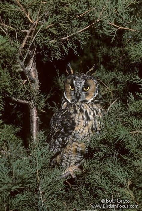 Waldohreule   Long eared Owl  Asio otus  by Bob Gress | Long eared owl ...