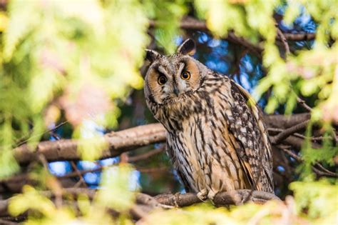 Waldohreule | Long eared Owl | Asio otus photo   Norbert Uhlhaas photos ...