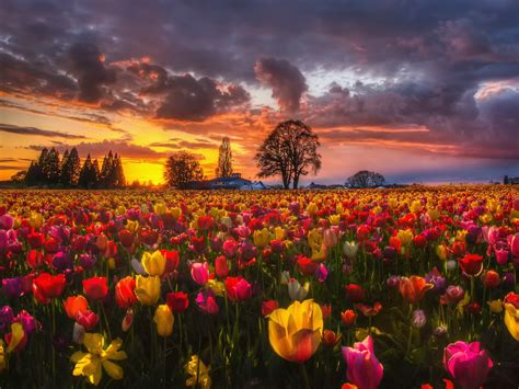 Wallpaper Beautiful tulip fields at sunset, houses, trees ...