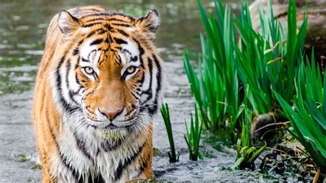 Wallpaper Bengal tiger, HD, Animals, #10217