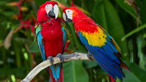 Wallpaper parrot, plumage, branch, exotic, red, blue ...