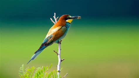 Wallpaper The bird eat insect 1920x1200 HD Picture, Image