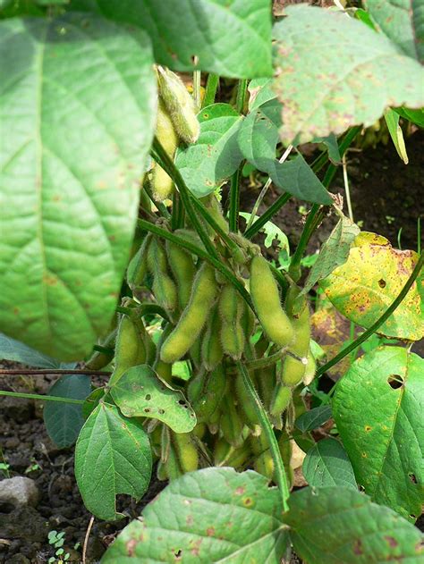 Want to Know How to Grow Edamame? It’s Absolutely Easy, Promise
