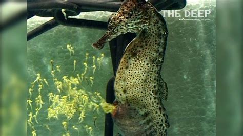Watch a Seahorse Give Birth to 2,000 Babies