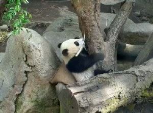 Watch pandas, live, all day on panda cam | Earth | EarthSky