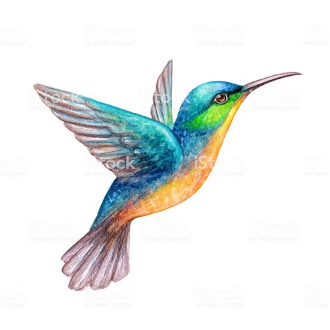 Watercolor Illustration Flying Hummingbird Isolated On ...