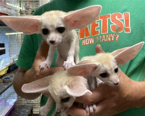We have 2 female Fennec fox kits for sale, Exotic animals ...