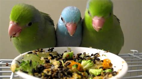 Weaning Parrotlets 5 weeks eating solid food   YouTube