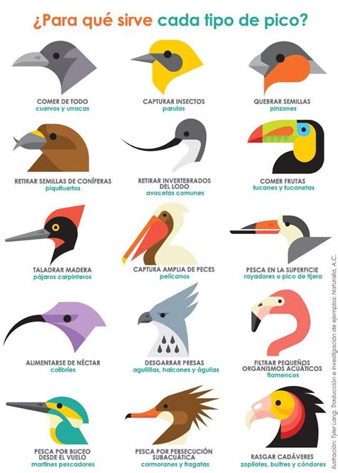 WebConserva on Twitter:  La forma del pico de las aves varía según su ...