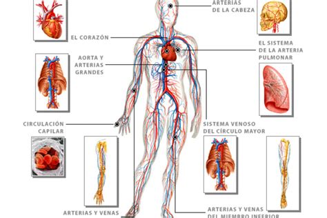 Webs para conocer el sistema circulatorio | Dibujos ...