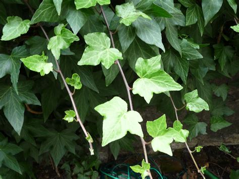 WEBSITE   ivy leaves | Ivy Magick | Pinterest | Ivy leaf ...