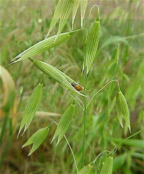 Weeds   Grass Weeds Information and Photo Gallery   Wild oats