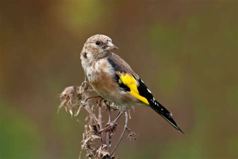 WEEK BY WEEK BIRDS TO SEEK: WEEK 14 SMALLER FINCHES — Bird ...