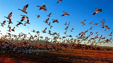 Weekend | Los movimientos migratorios de 150 aves de la Tierra