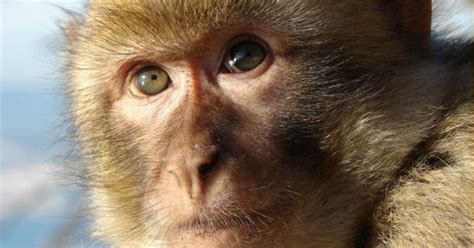 Weekend | Sorpresa: ocho monos se adueñaron del Parque ...
