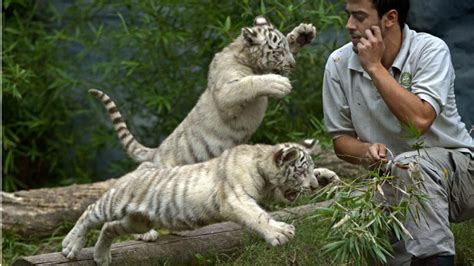 Weiße Tiger Babys im Zoo von Buenos Aires   Die süßesten Fotos
