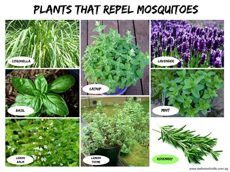Wellness for Life Chiropractic | 8 Plants That Repel ...