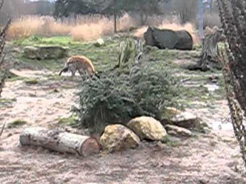 Wenn Hyänen  lachen    Fütterung Leipziger Zoo mit Kommentaren von Jörg Gräser