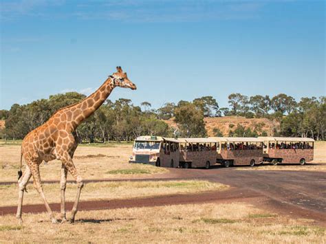 Werribee Open Range Zoo | Things to do in Werribee South, Melbourne