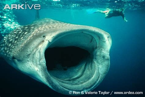 Whale Shark Dolphin Photos | Download Photos