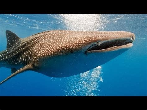 Whale Shark Video: Swim side by side with 35 feet Giant ...