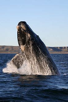 Whale   Wikipedia