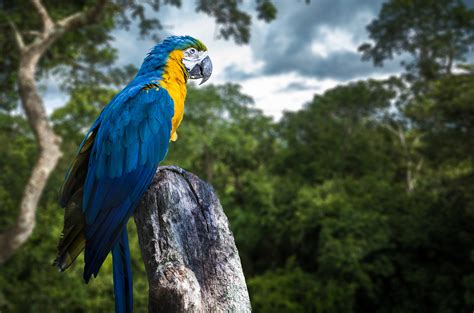 What Animals Live In The Amazon Rainforest?   WorldAtlas.com