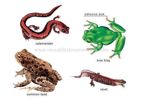 What are amphibians? Give three examples.   Quora